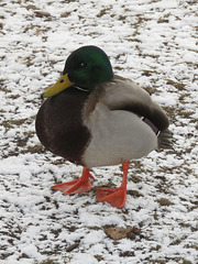 Anas platyrhynchos