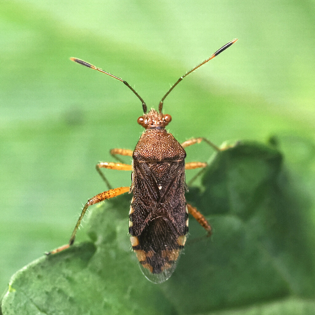 Rhopalus