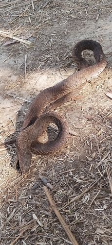 Indian Cobra