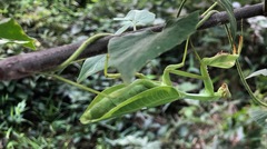 Stagmatoptera femoralis
