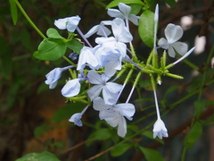 Plumbago auriculata