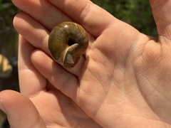 Helminthoglypta umbilicata
