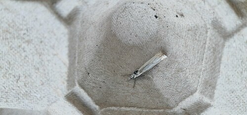Hook-streaked Grass-veneer, 9968 Pieterburen, Netherlands, photo 5 of 10