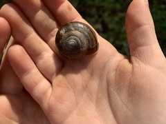 Helminthoglypta umbilicata