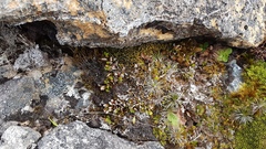 Notogrammitis crassior