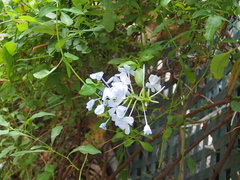 Plumbago auriculata