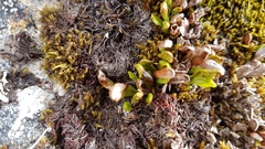 Notogrammitis crassior