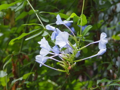 Plumbago auriculata