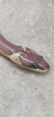 Indian Wolf Snake