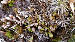 Notogrammitis crassior