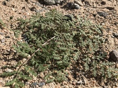 Phacelia tanacetifolia