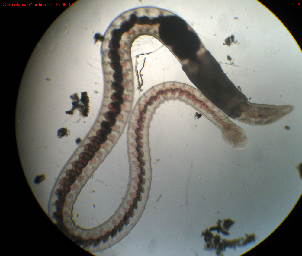 Dero obtusa