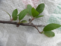 Bursera schlechtendalii