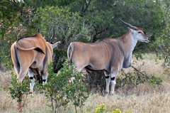 Tragelaphus oryx pattersonianus