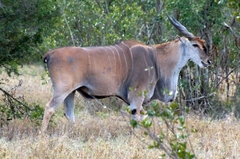 Tragelaphus oryx pattersonianus