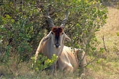 Tragelaphus oryx pattersonianus