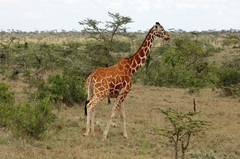 Giraffa camelopardalis reticulata