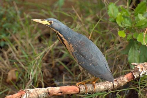 Dwarf Bittern