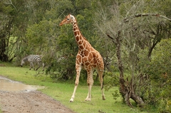 Giraffa camelopardalis reticulata