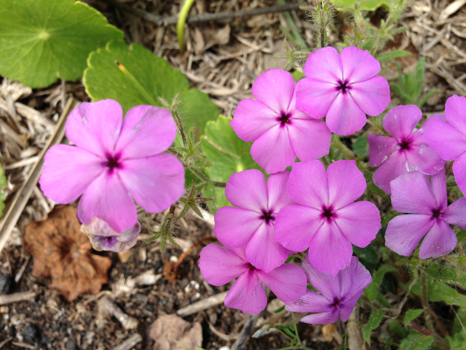 Phlox drummondii ssp. mcallisteri