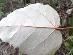 Croton guatemalensis