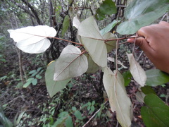 Croton guatemalensis