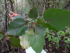Croton guatemalensis