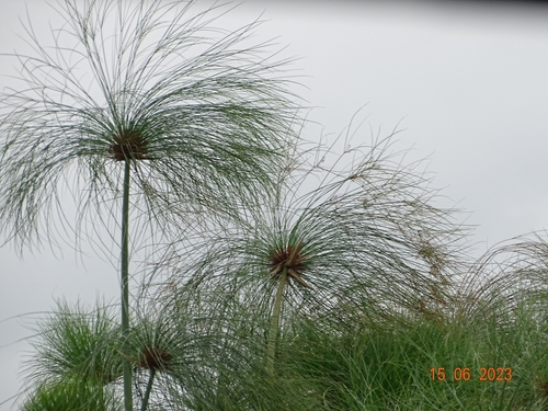 Papyrus sedge