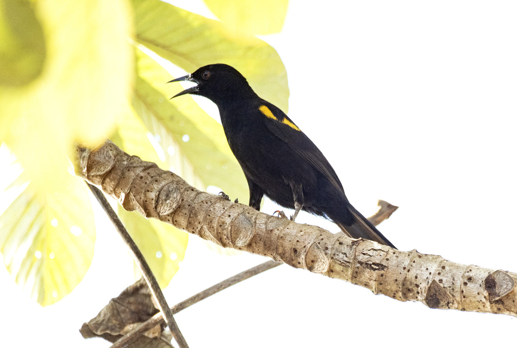Epaulet Oriole