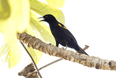Epaulet Oriole photo 1