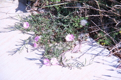 Convolvulus erubescens