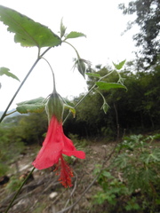 Hibiscus poeppigii