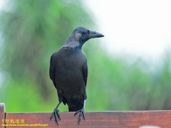 Corvus splendens protegatus