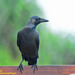 Corvus splendens protegatus - Photo (c) Kinmatsu Lin, μερικά δικαιώματα διατηρούνται (CC BY-NC), uploaded by Kinmatsu Lin