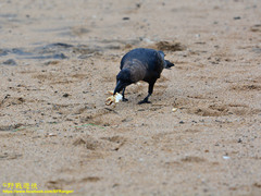 Corvus splendens protegatus