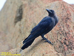 Corvus splendens protegatus
