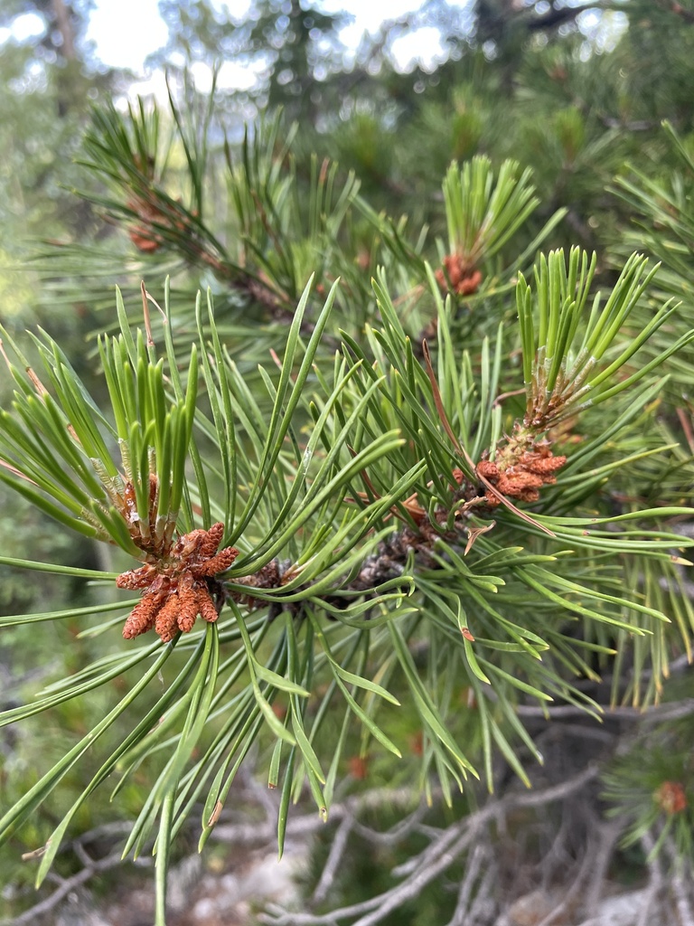 Interior Lodgepole Pine from Crowsnest Pass, AB, CA on June 30, 2023 at ...