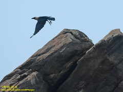 Corvus splendens protegatus