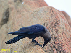 Corvus splendens protegatus