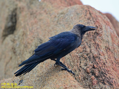 Corvus splendens protegatus
