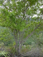 Fraxinus purpusii