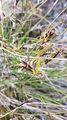Schoenus pauciflorus