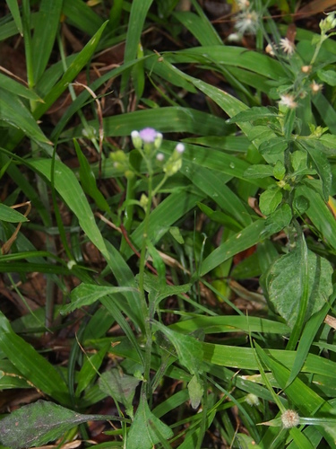Cyanthillium cinereum