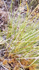 Schoenus pauciflorus