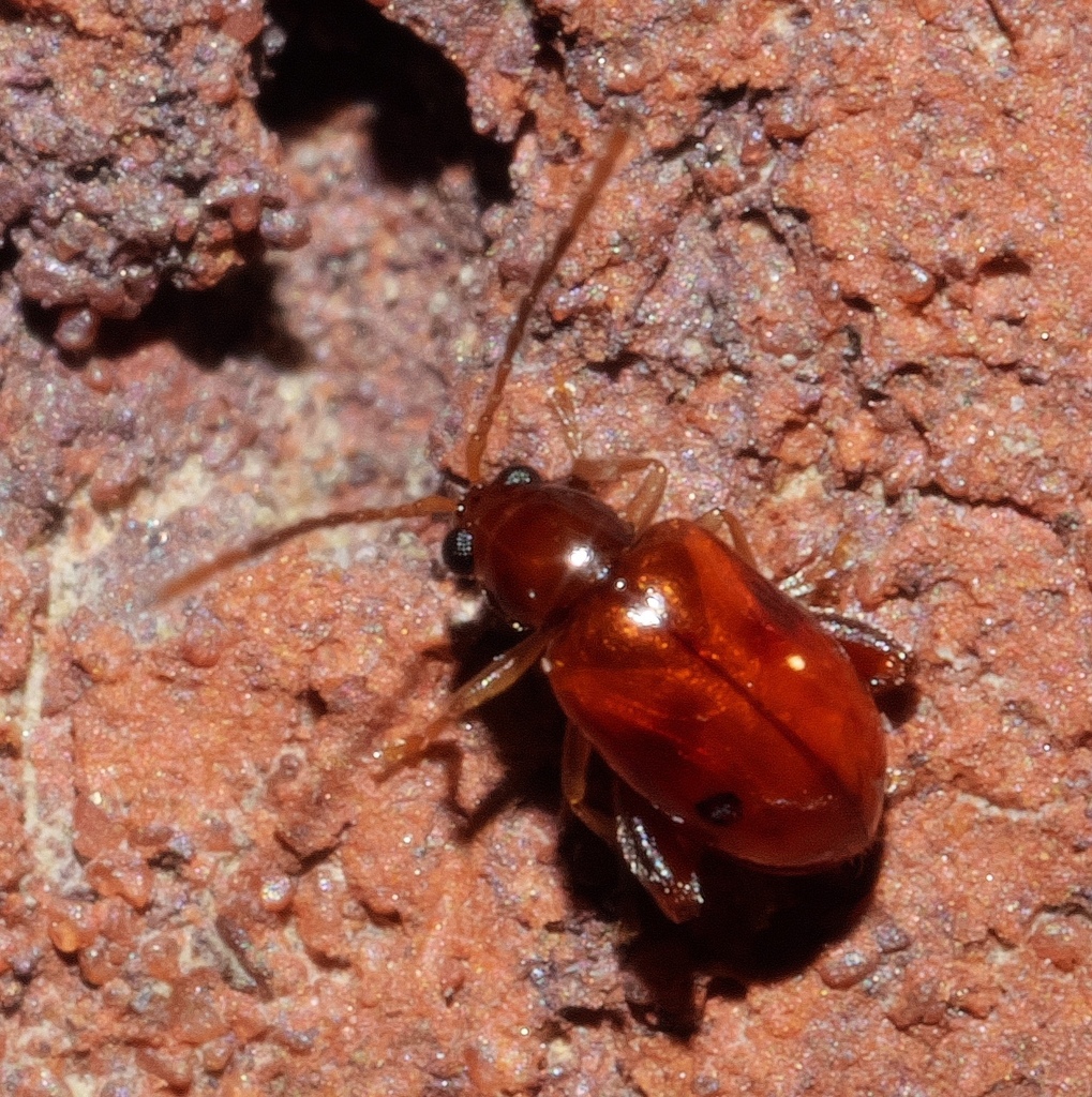Banded Heliotrope Longitarsus
