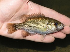 Rock Bass photo 5