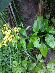 Senecio rufiglandulosus
