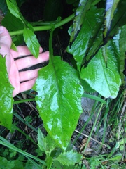 Senecio rufiglandulosus