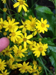 Senecio rufiglandulosus