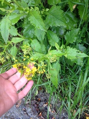 Senecio rufiglandulosus
